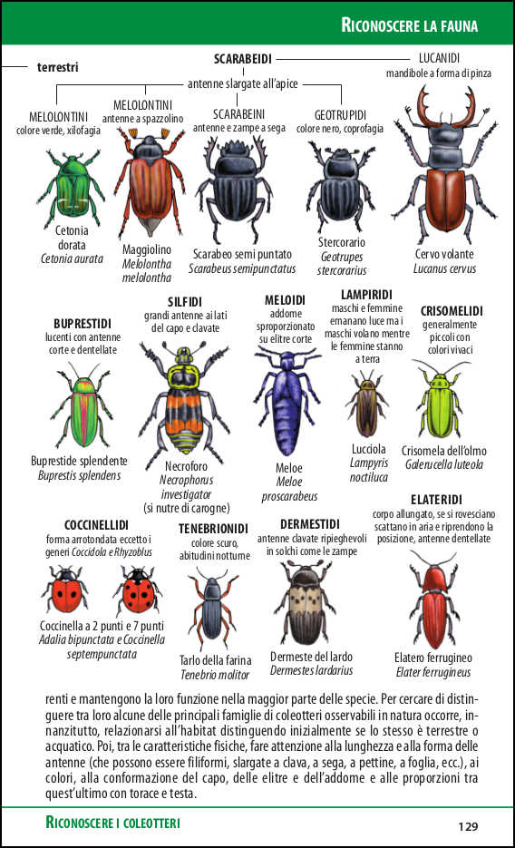 Ricca Editore Biowatching guida osservazione tascabile
