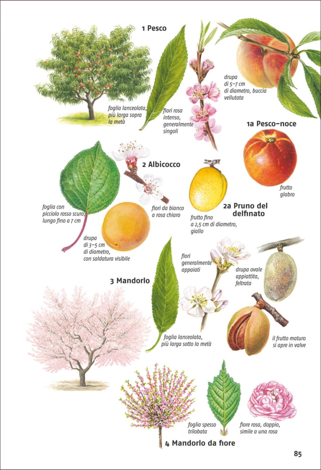 Ricca Editore Guida agli alberi d'Europa libro 680 specie