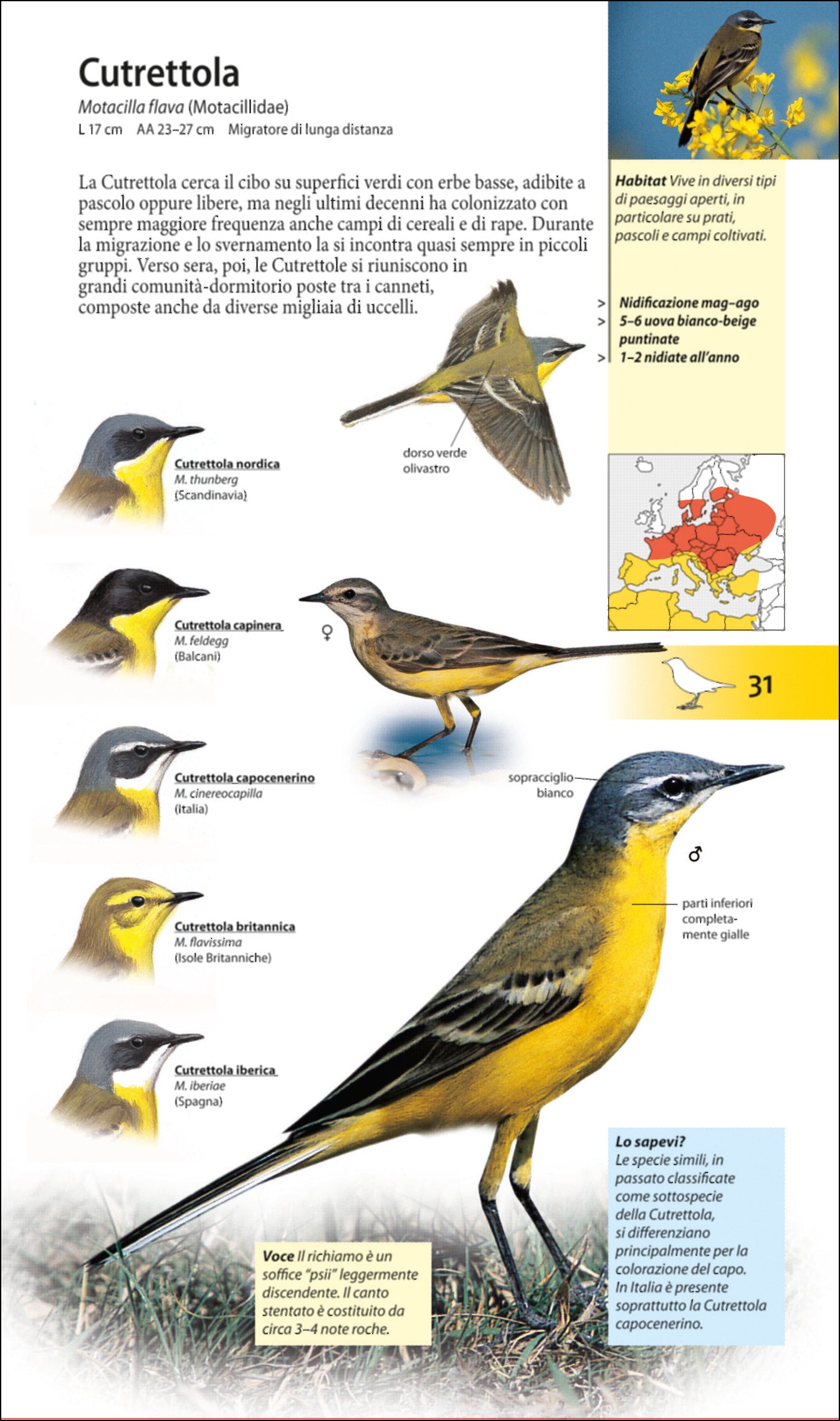 Ricca Editore Che uccello è questo? guida uccelli 440 specie tascabile