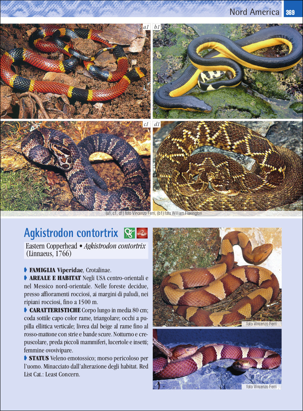 Ricca Editore Guida ai serpenti del mondo libro 800 specie foto