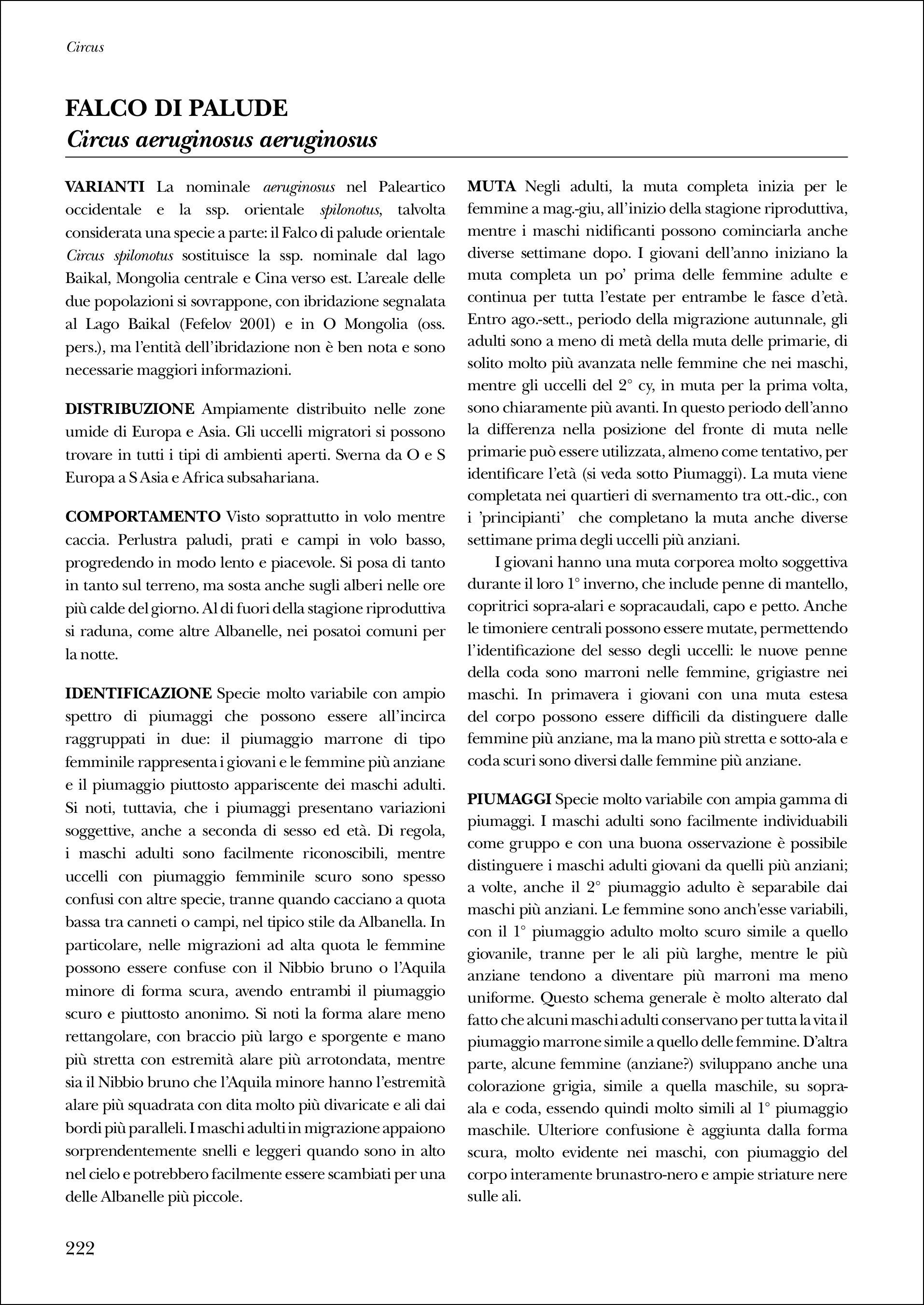 Ricca Editore Birdwatching Identificare rapaci in volo guida foto
