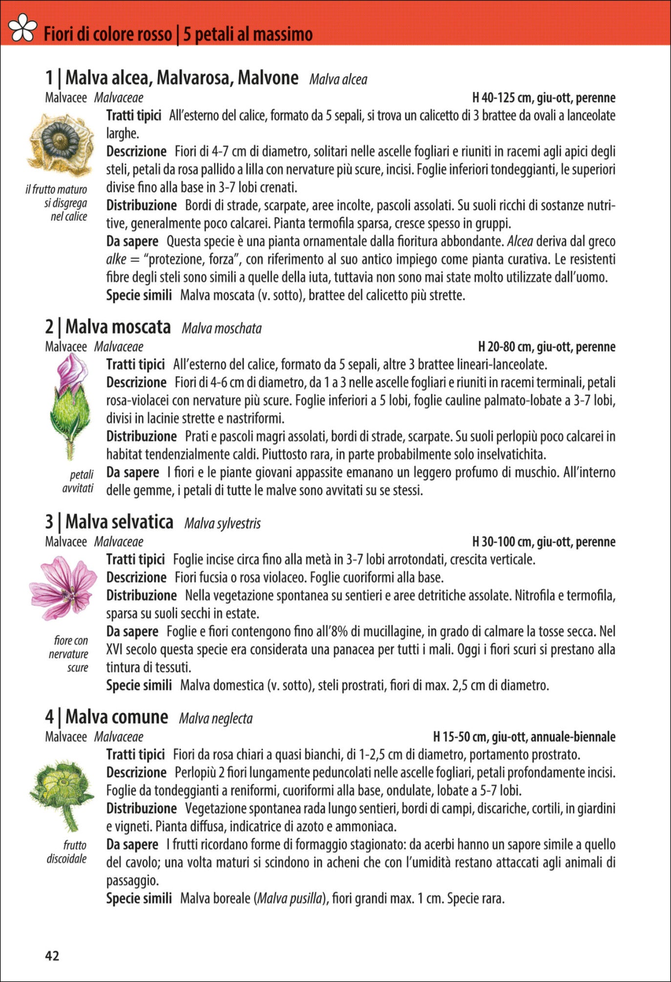 Ricca Editore Che fiore è questo? guida fiori 870 piante