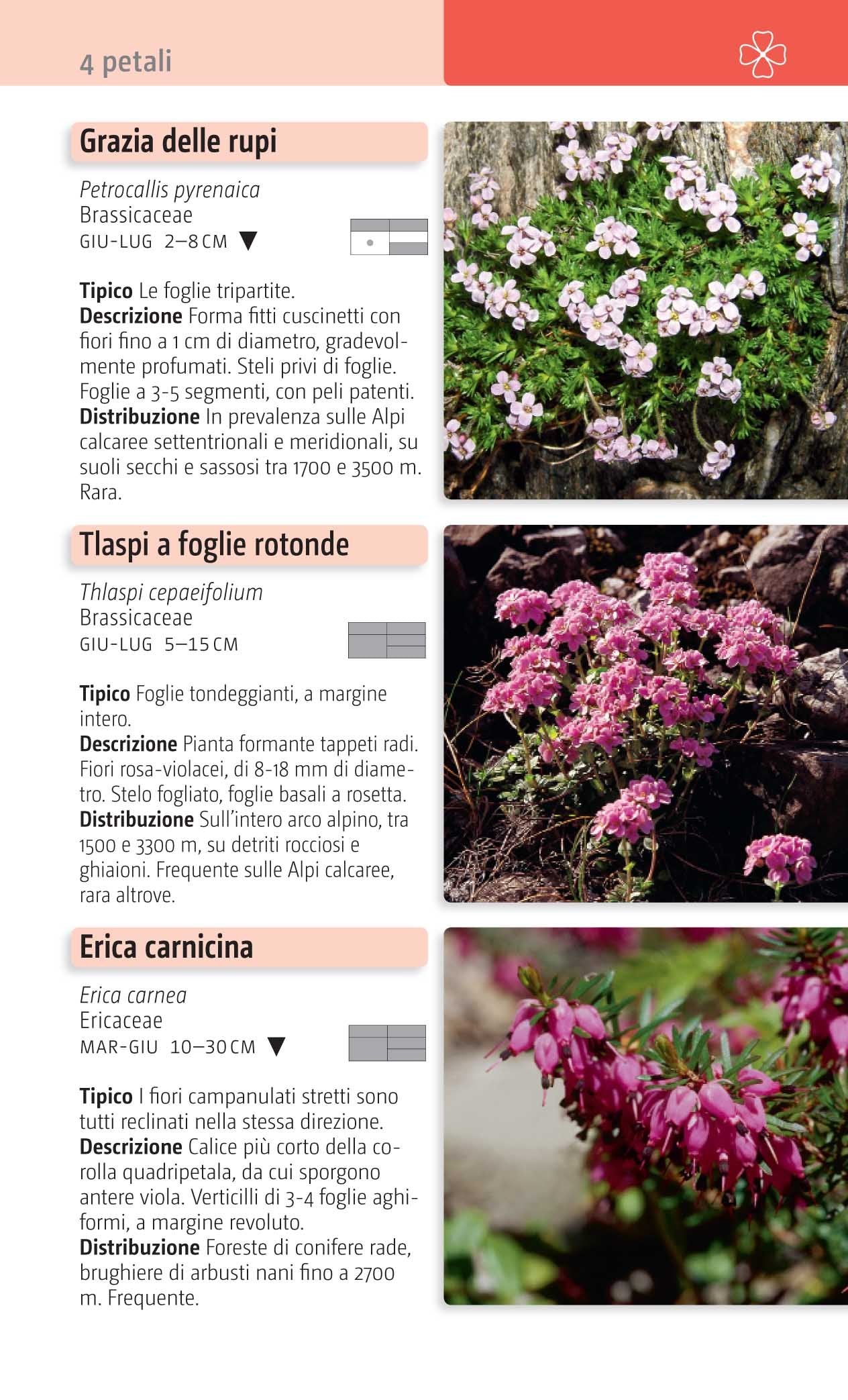 Ricca Editore Fiori delle Alpi guida 500 specie tascabile