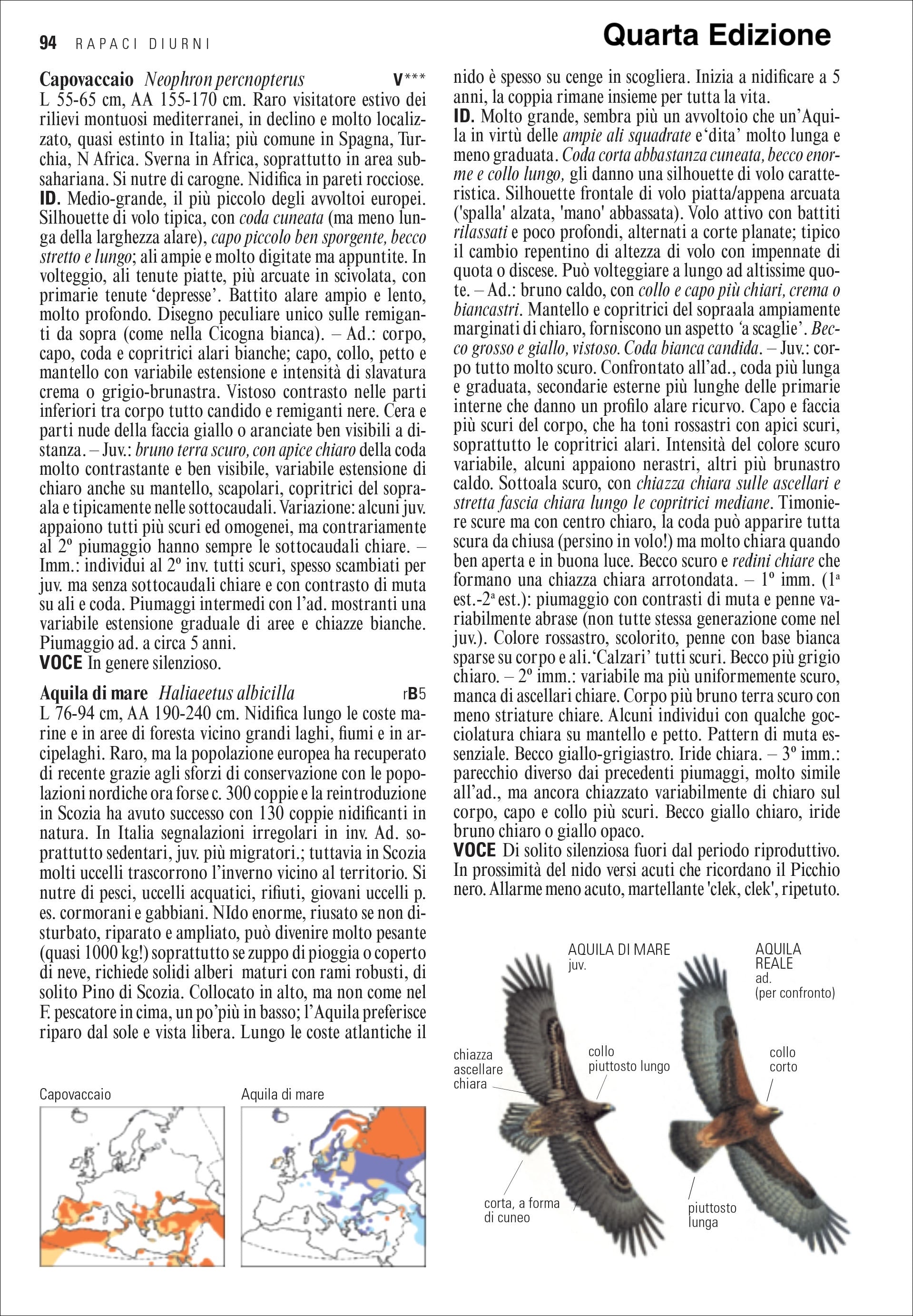 Ricca Birdwatching Guida uccelli d'Europa libro quarta edizione