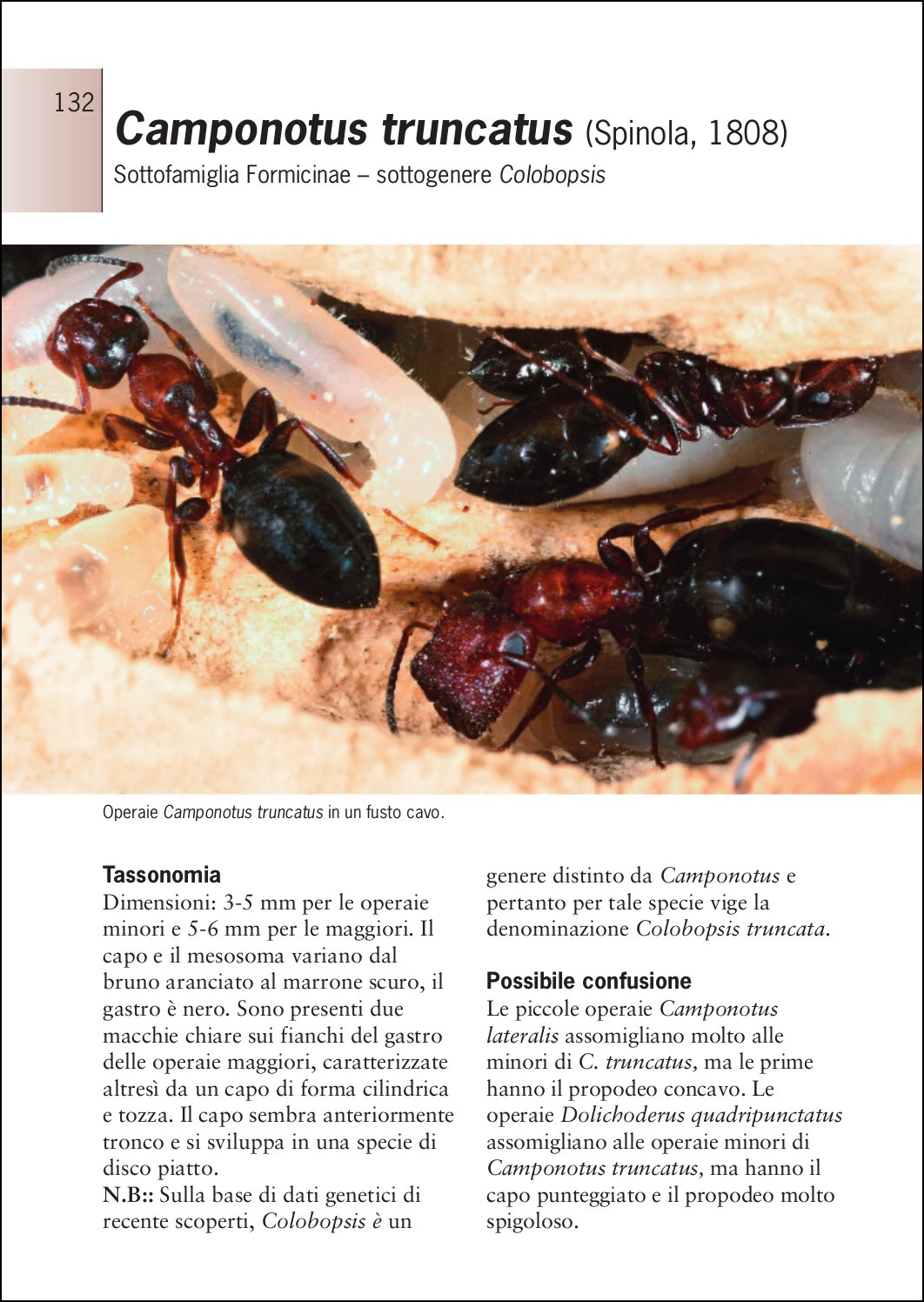 Ricca Editore Insetti Guida formiche Europa libro 400 specie