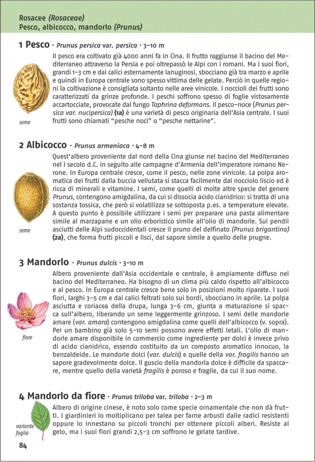 Ricca Editore Guida agli alberi d'Europa libro 680 specie