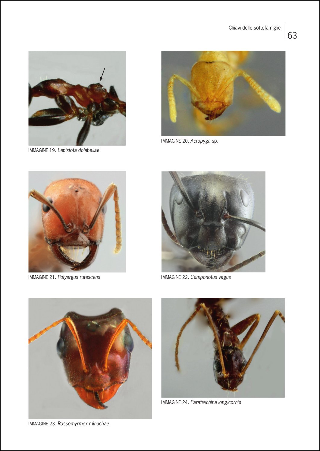 Ricca Editore Insetti Guida formiche Europa libro 400 specie
