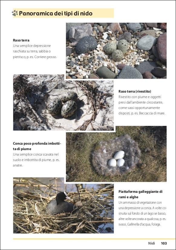 Ricca Editore Scienze Naturali Tracce e segni degli animali libro foto