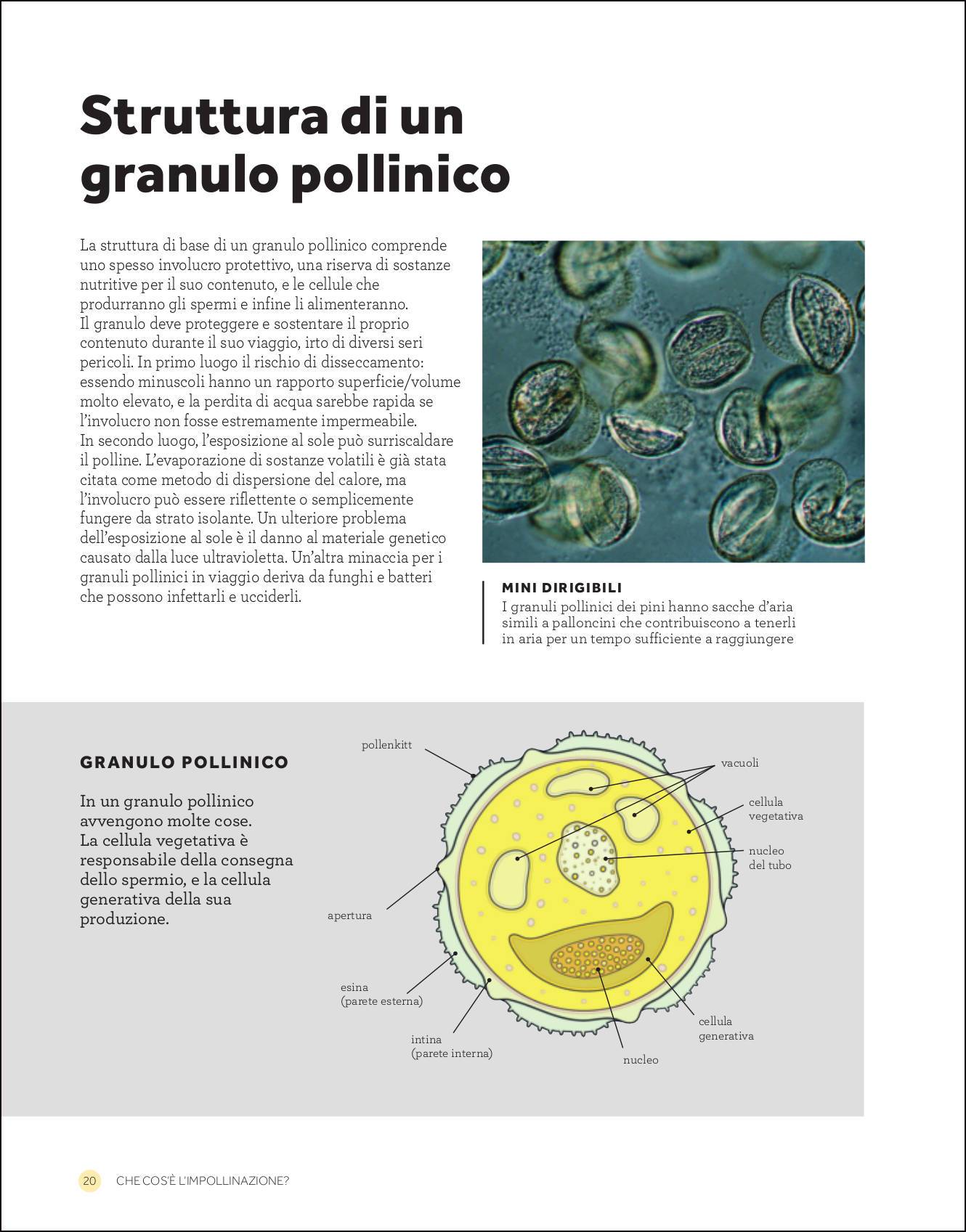 Ricca Editore L'impollinazione libro botanica illustrato piante impollinatori