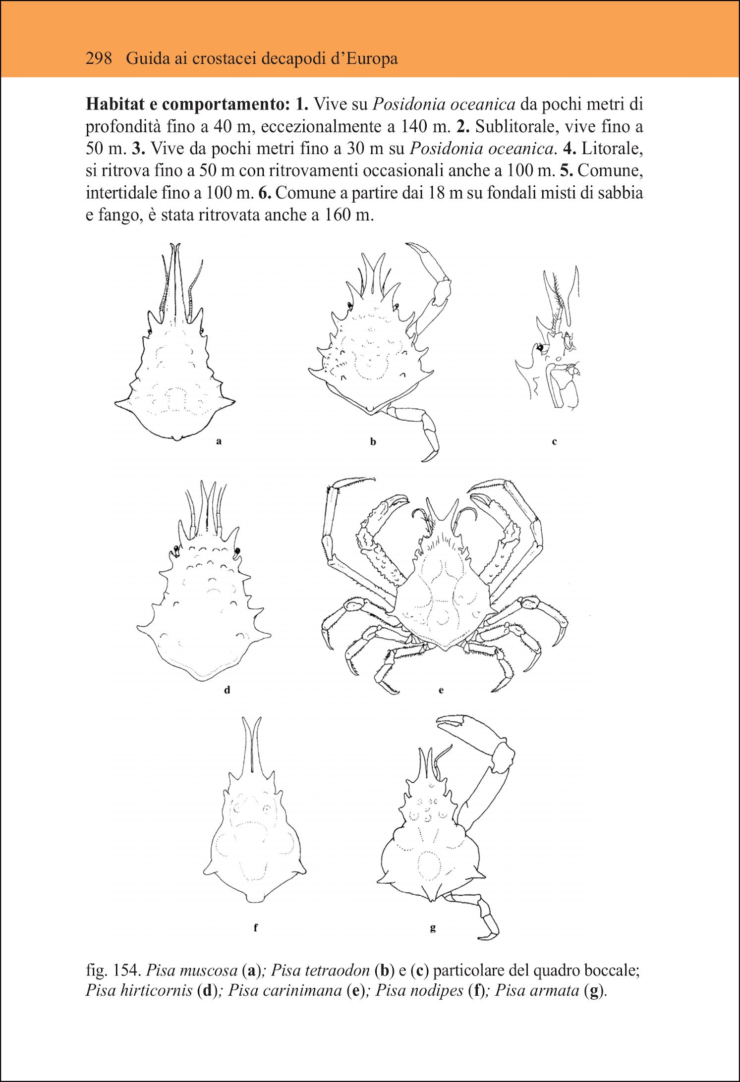 Ricca Editore Mare Guida ai crostacei decapodi d'Europa 600 specie
