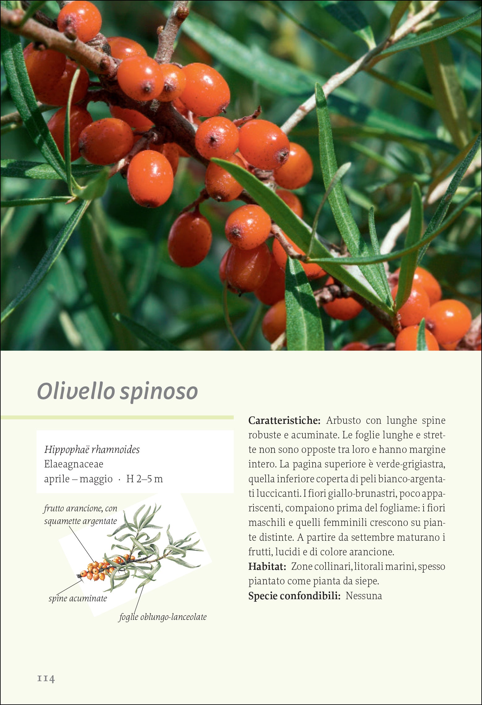 Ricca Editore Piante selvatiche commestibili guida ricette