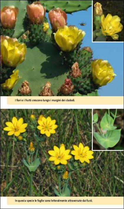 Ricca Editore Flora del Mediterraneo guida tascabile foto