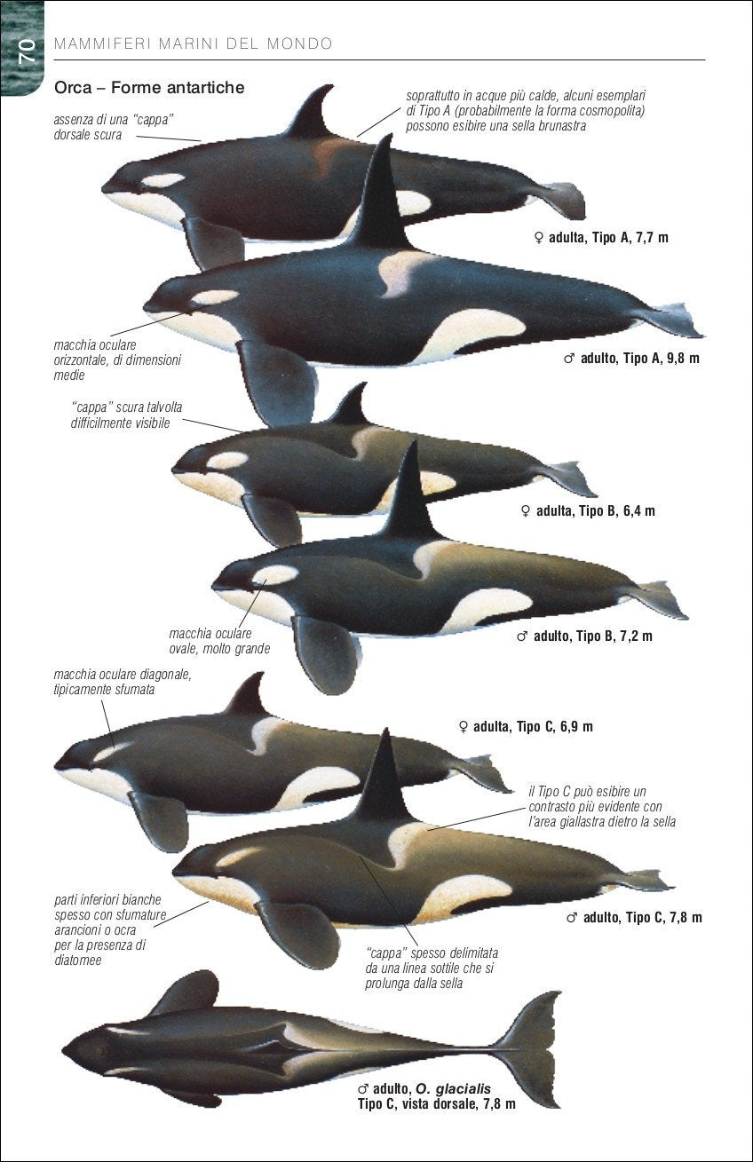 Ricca Editore Mammiferi Balene delfini e foche guida campo 129 specie