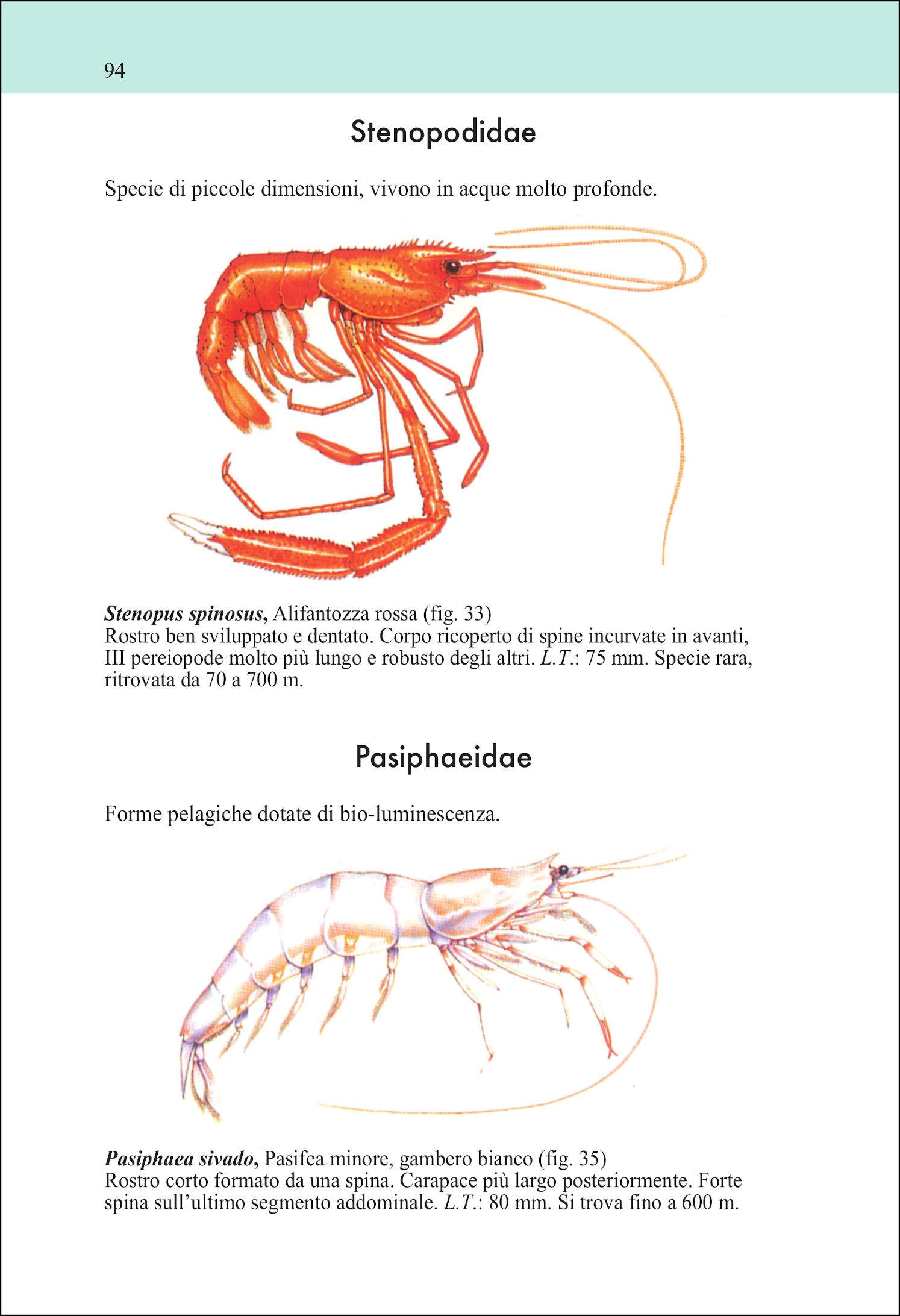 Ricca Editore Mare Guida ai crostacei decapodi d'Europa 600 specie