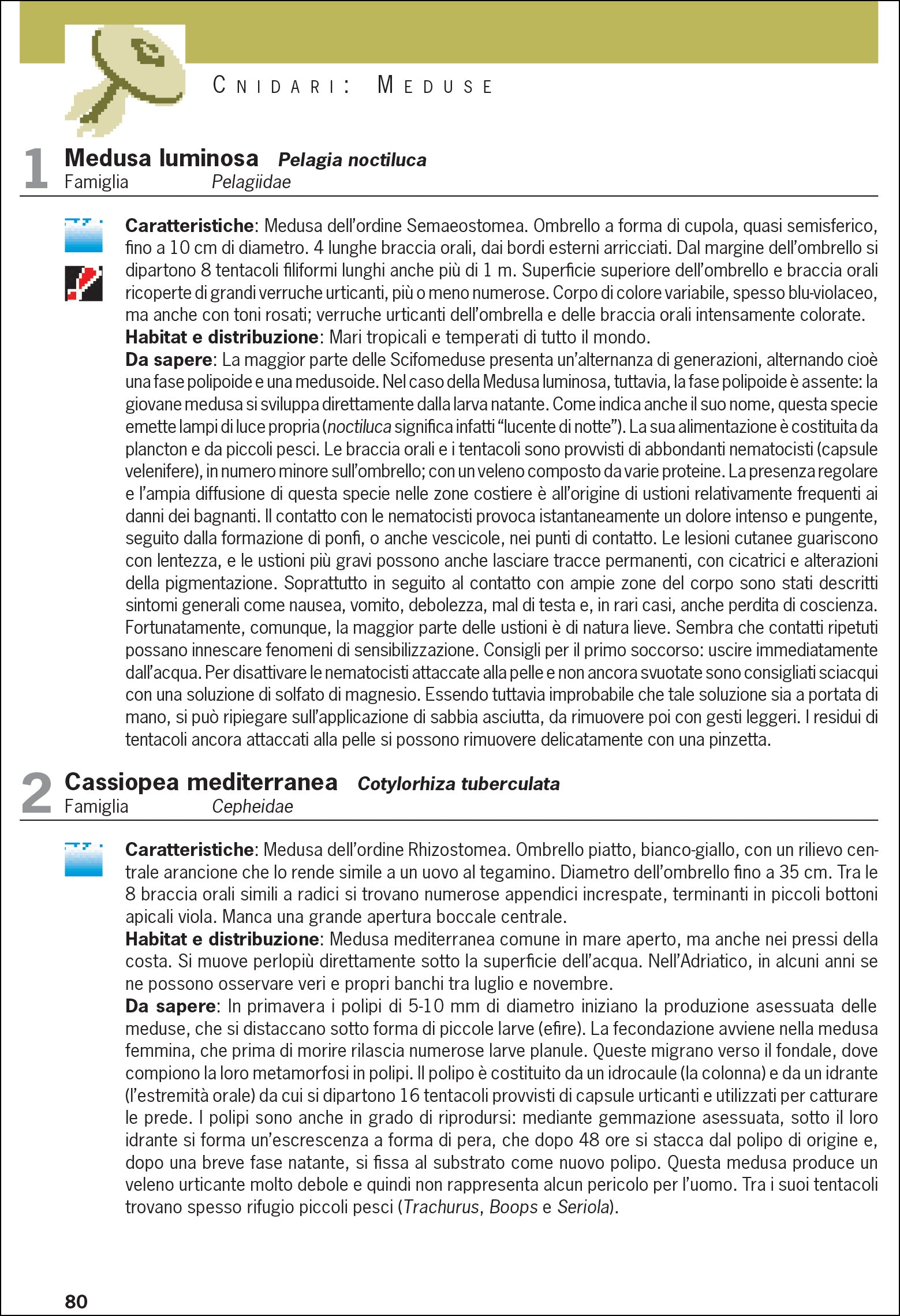 Ricca Editore Cosa vive nel Mediterraneo guida subacquea snorkeling