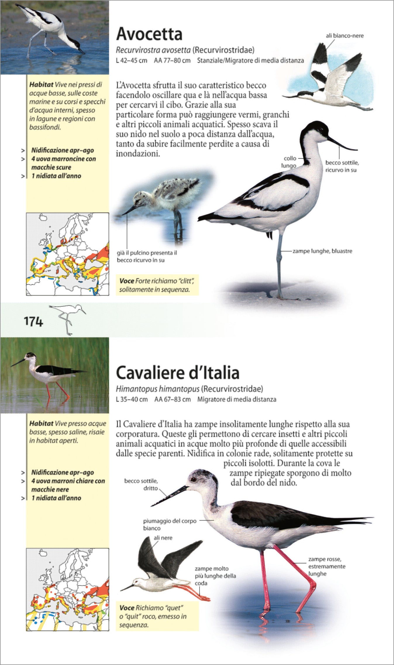 Ricca Editore Che uccello è questo? guida uccelli 440 specie tascabile