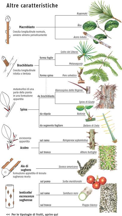 Ricca Editore Guida agli alberi d'Europa libro 680 specie