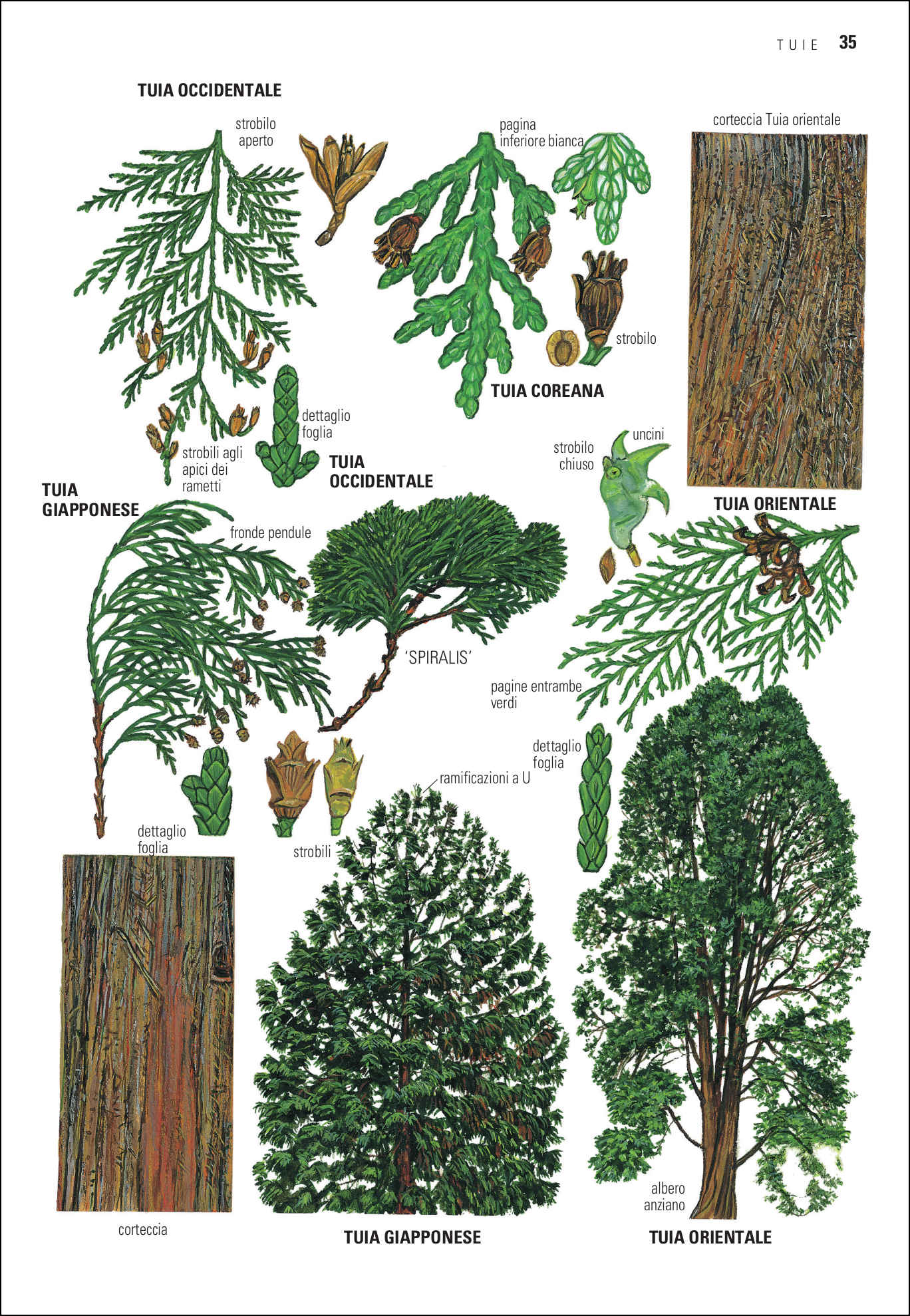 Ricca Editore Alberi d'Europa guida botanica 1600 taxa illustrata