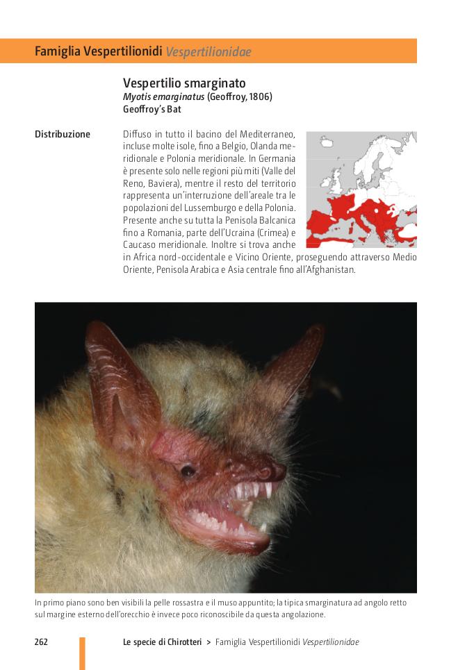 Ricca Editore Pipistrelli d'Europa manuale chirotteri con foto