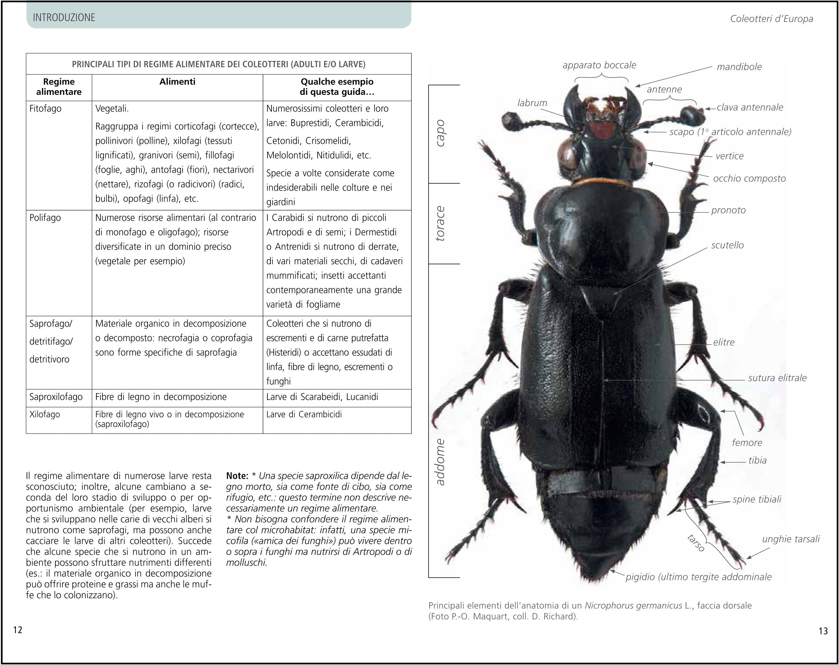 Ricca Editore Guida ai coleotteri d'Europa libro insetti foto