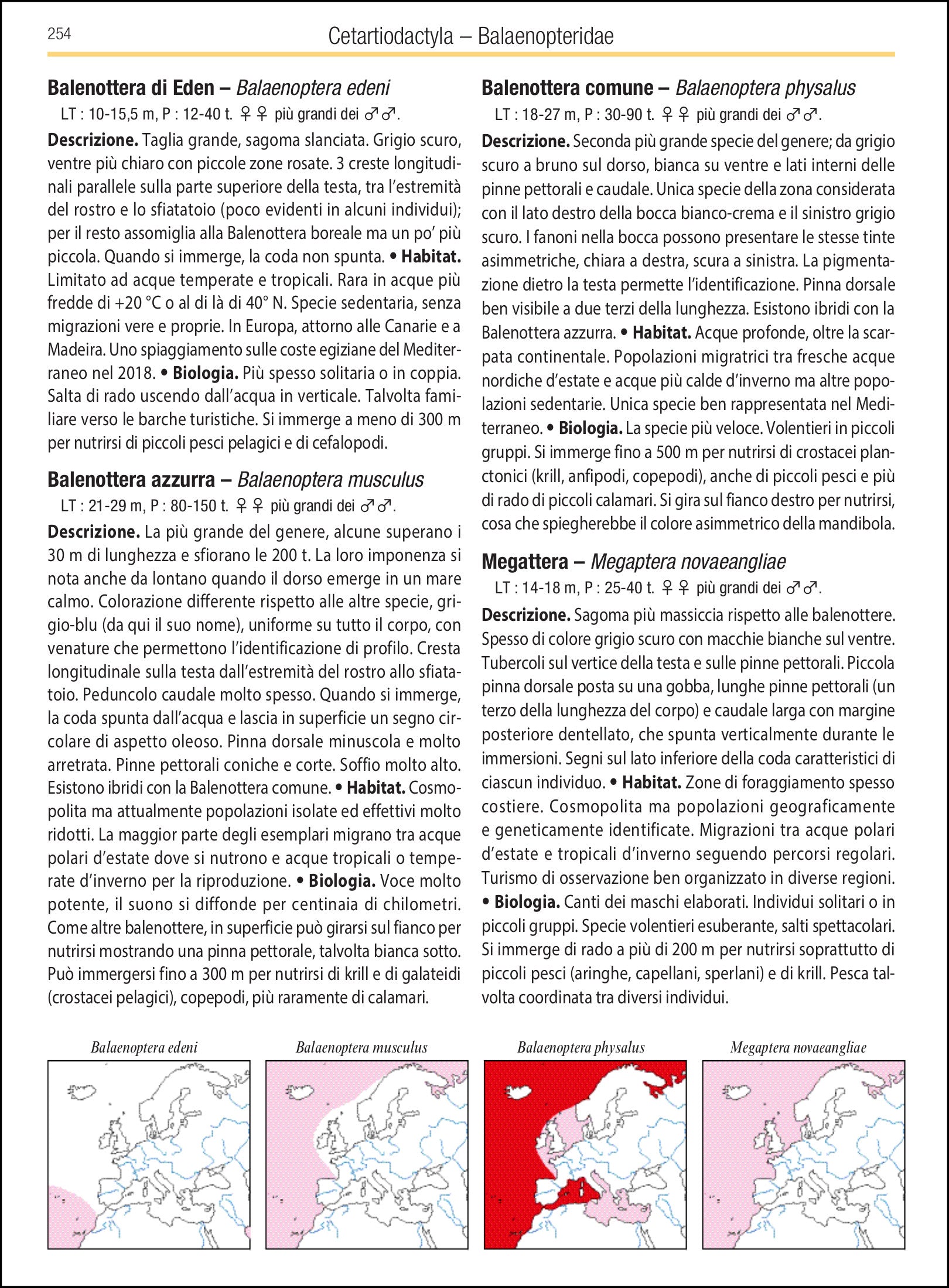 Ricca Editore Mammiferi d'Europa guida 500 specie disegni