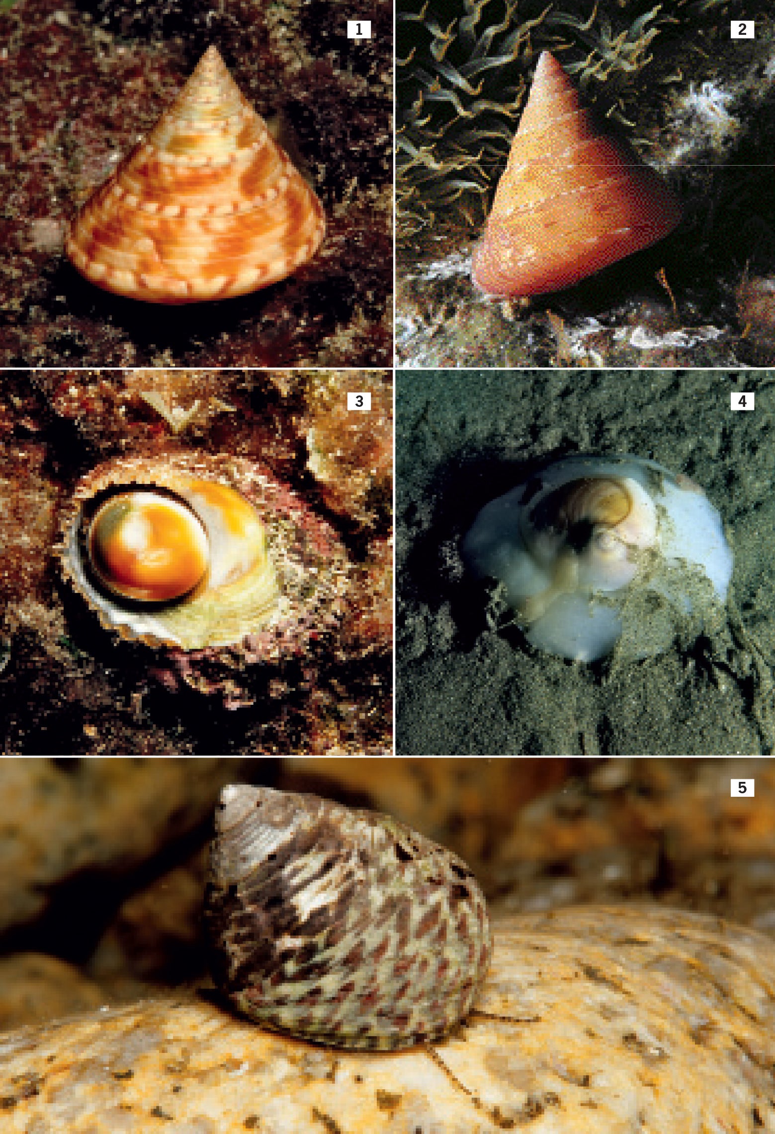 Ricca Editore Cosa vive nel Mediterraneo guida subacquea snorkeling