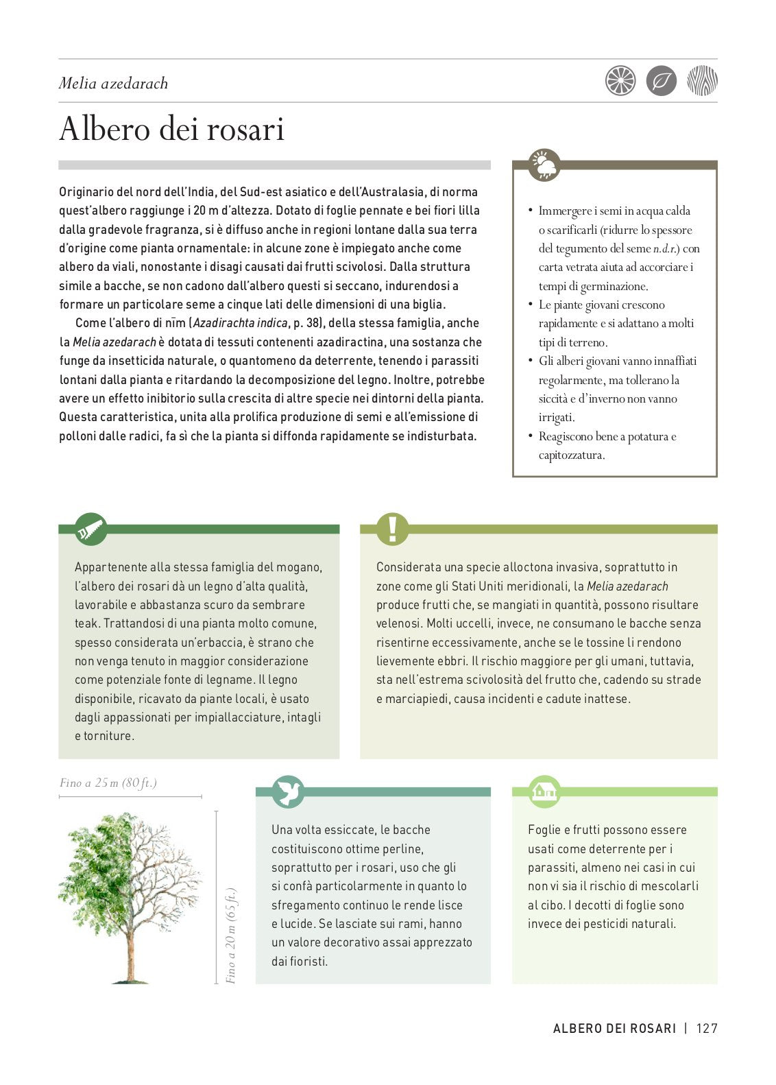 Ricca Editore Storie segrete degli alberi libro 150 specie