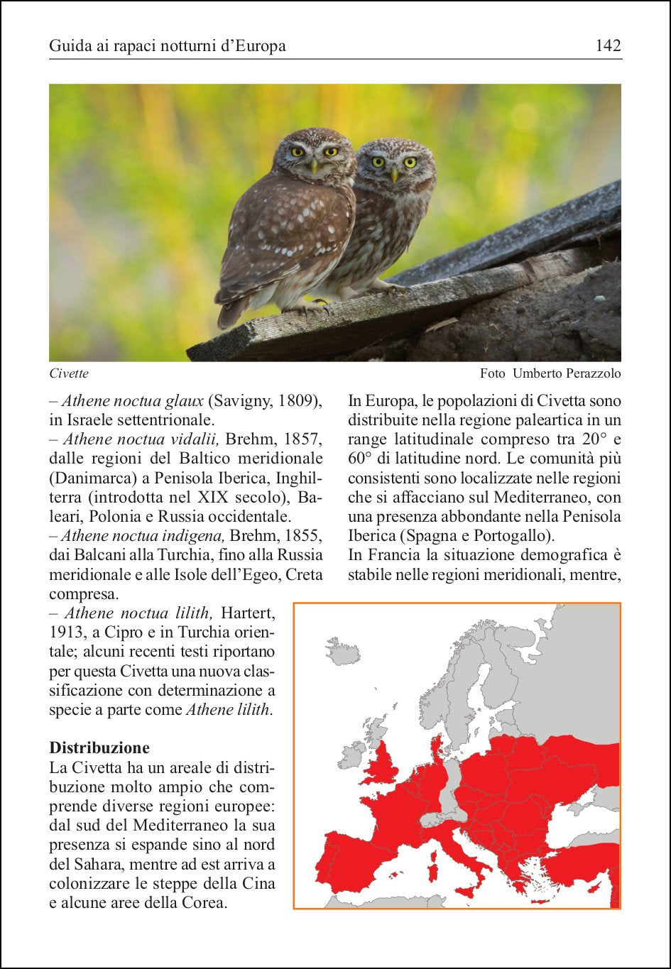 Ricca Editore Birdwatching Guida ai rapaci notturni d'Europa guida gufi