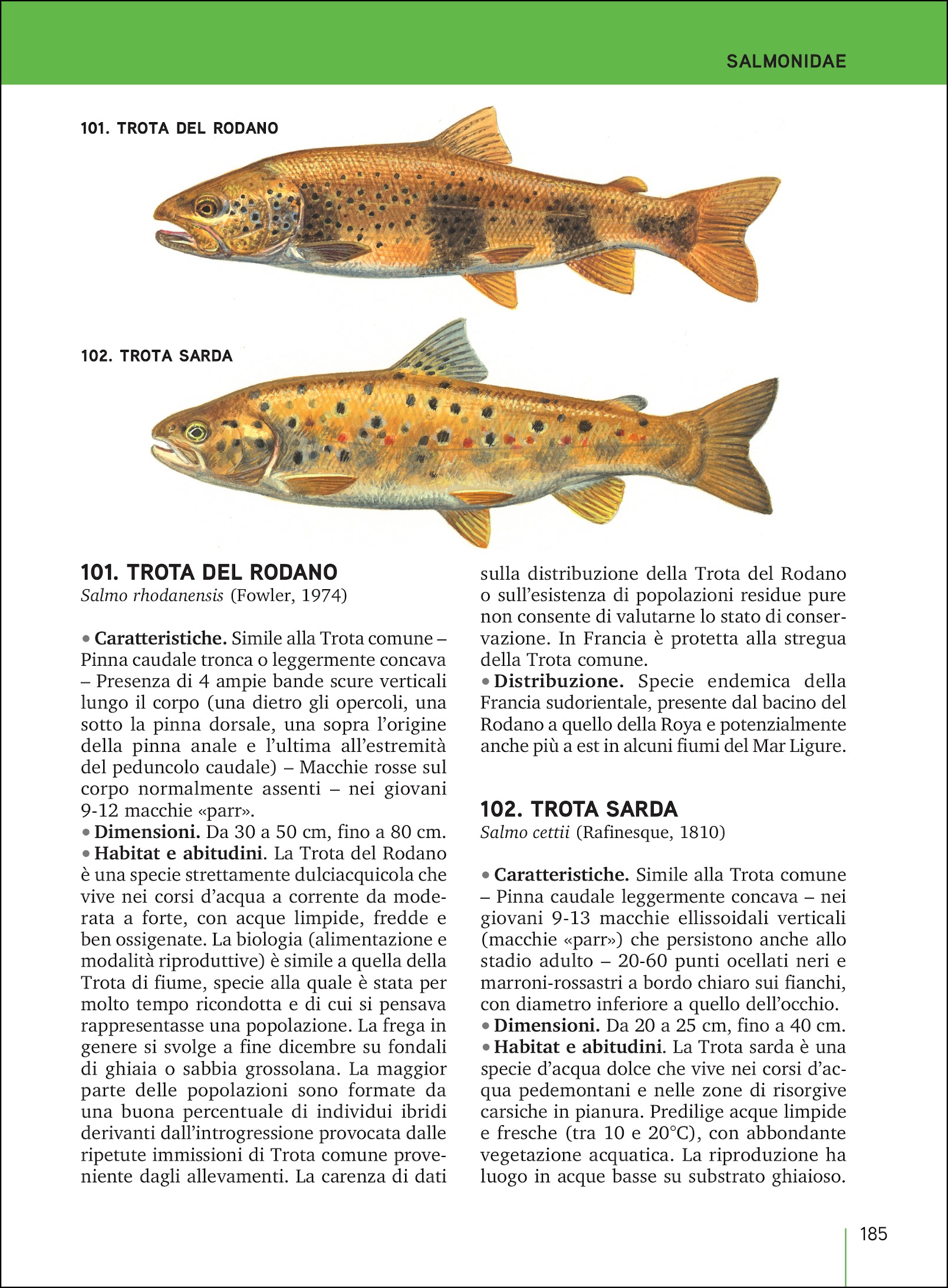 Ricca Editore Pesci acqua dolce Italia Europa manuale 155 specie