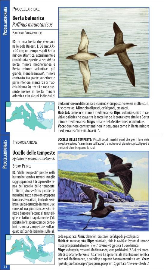 Ricca Editore Uccelli del Mediterraneo guida tascabile 400