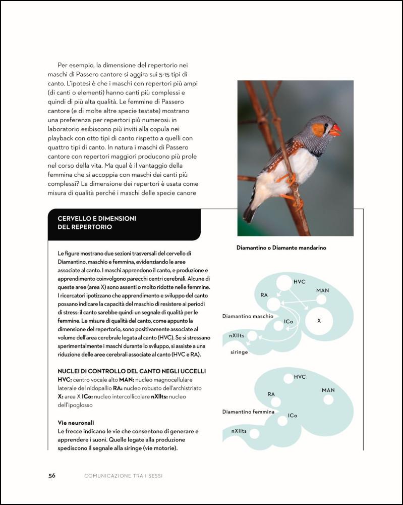 Ricca Etologia Il linguaggio degli uccelli libro canti