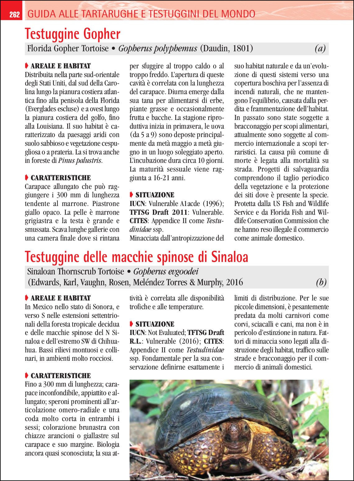 Ricca Editore Rettili Guida tartarughe e testuggini mondo libro