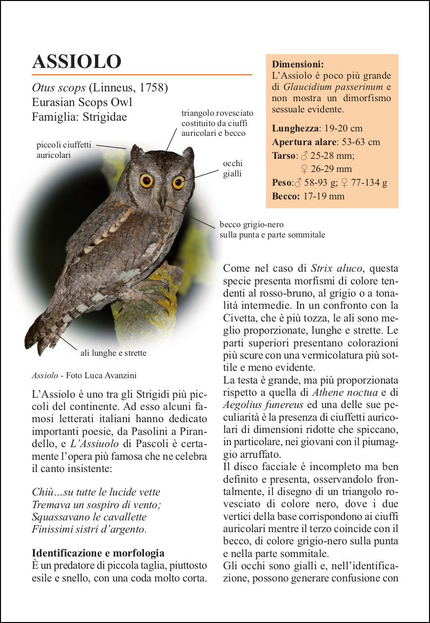 Ricca Editore Birdwatching Guida ai rapaci notturni d'Europa guida gufi