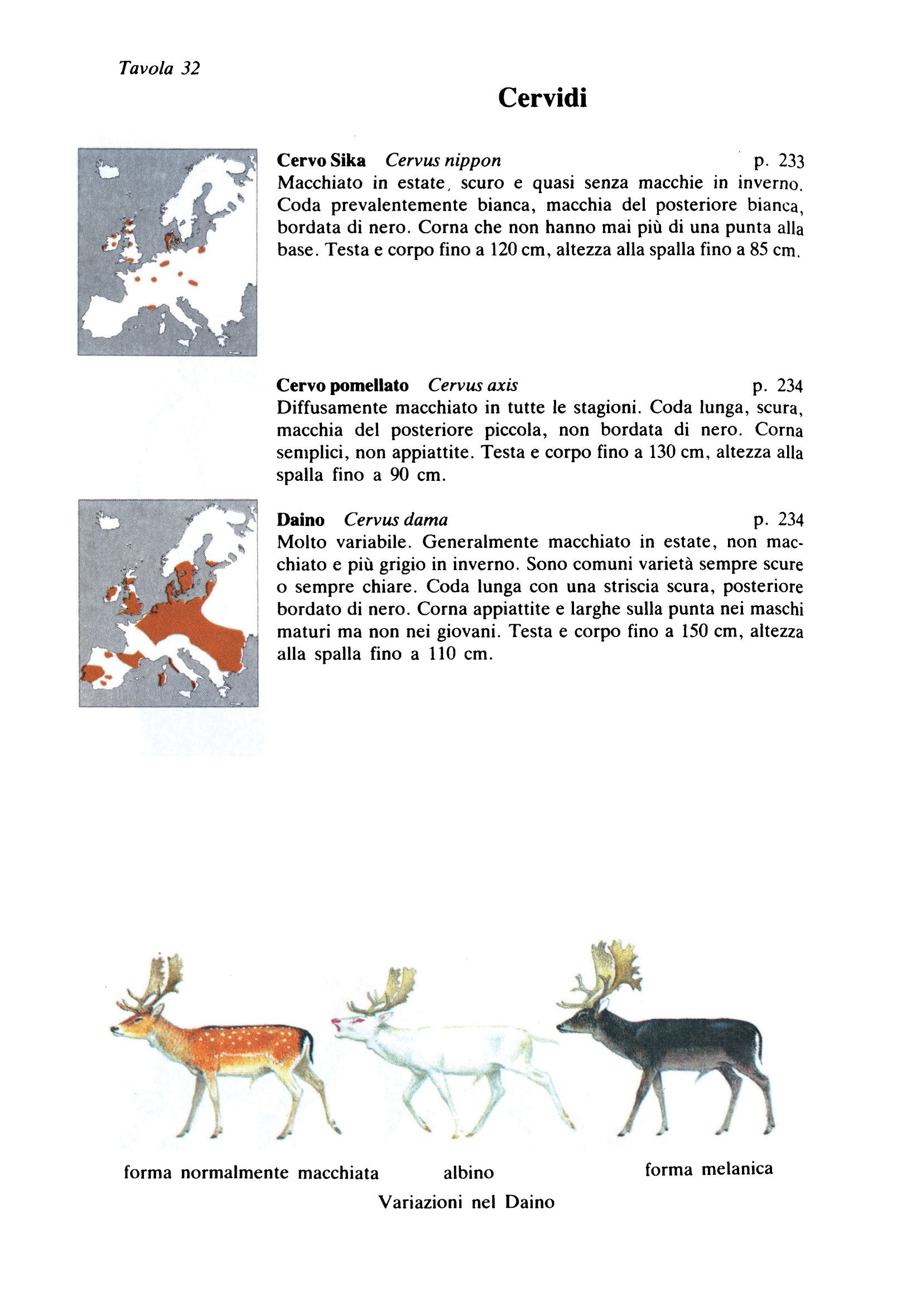 Ricca Editore Mammiferi Guida dei mammiferi d'Europa libro tracce