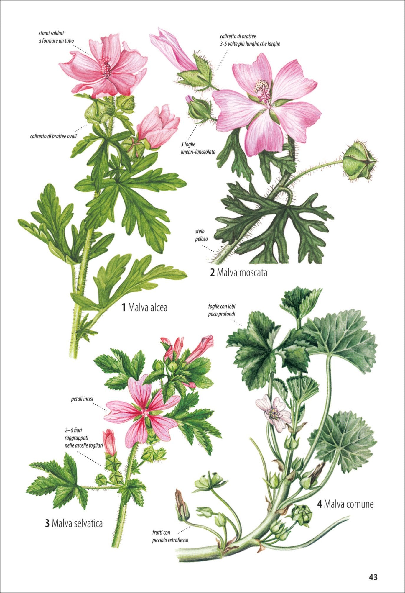 Ricca Editore Che fiore è questo? guida fiori 870 piante
