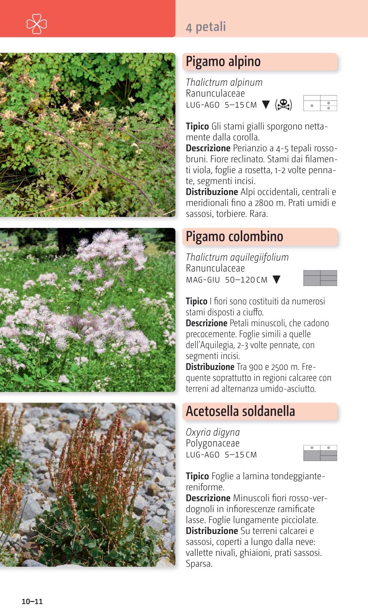 Ricca Editore Fiori delle Alpi guida 500 specie tascabile