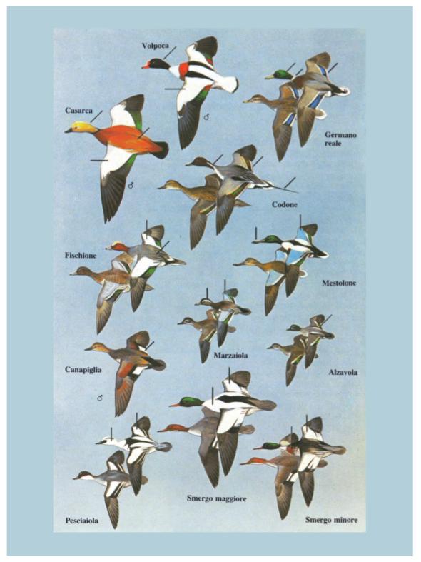 Ricca Birdwatching Guida uccelli Europa guida campo riconoscimento