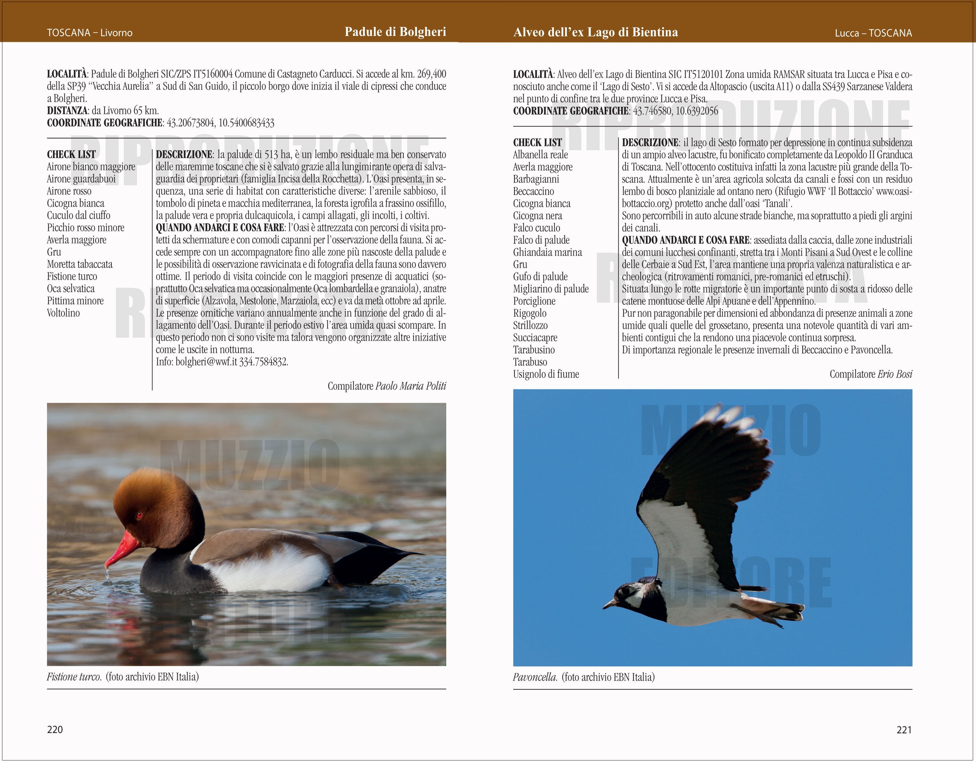 Ricca Editore Birdwatching in Italia guida luoghi osservare uccelli
