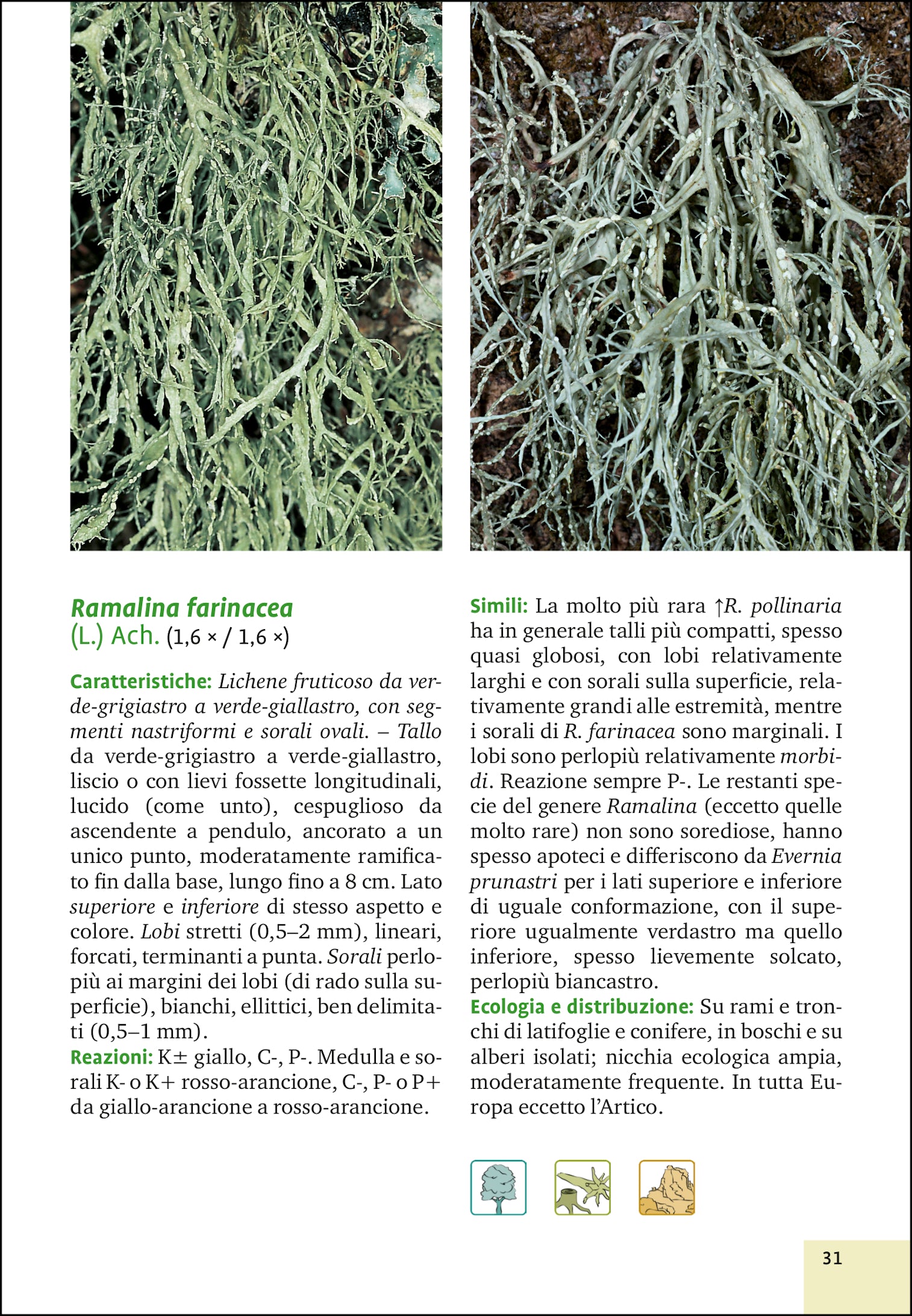 Ricca Editore Botanica Licheni e muschi guida 290 specie foto