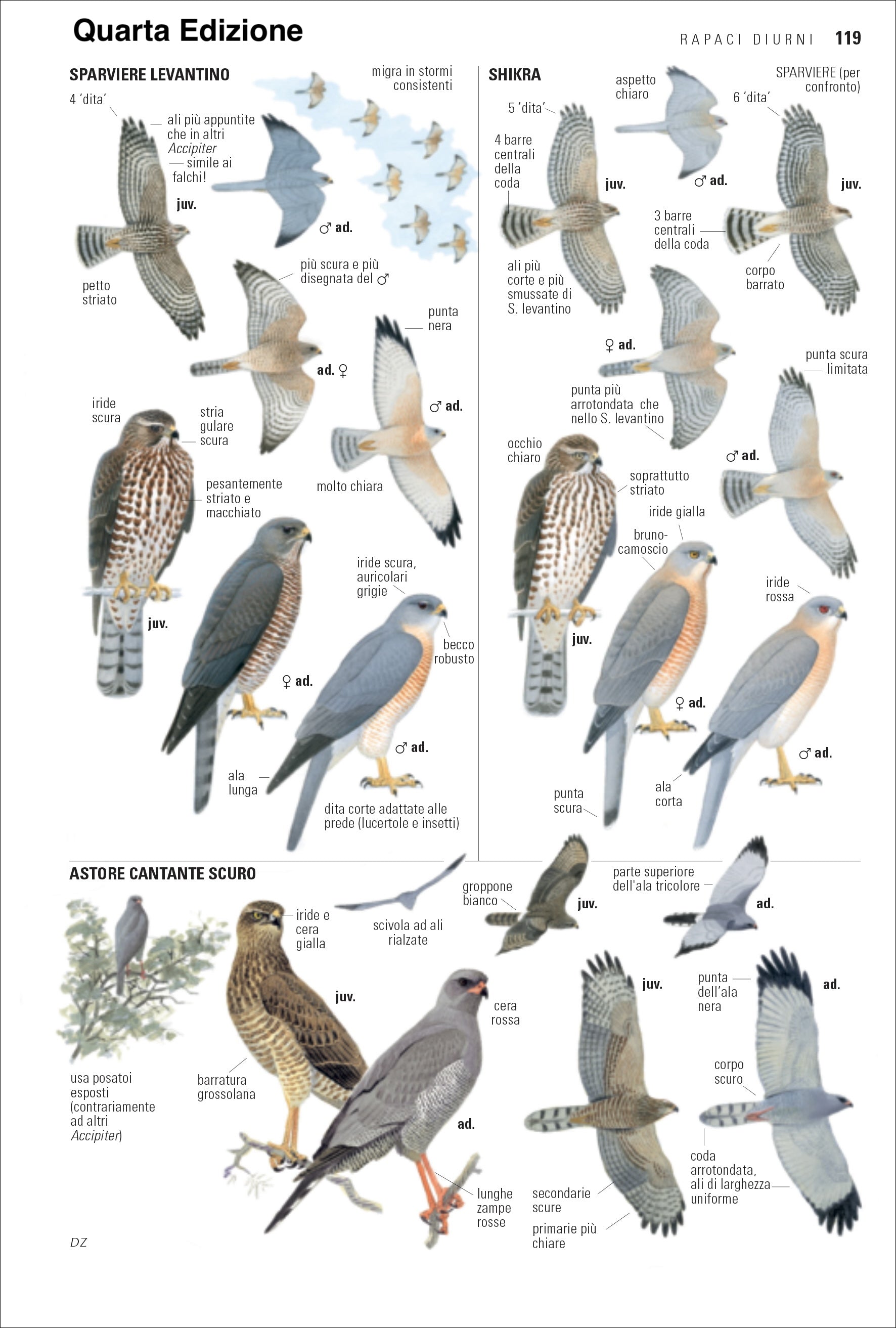 Ricca Birdwatching Guida uccelli d'Europa libro quarta edizione