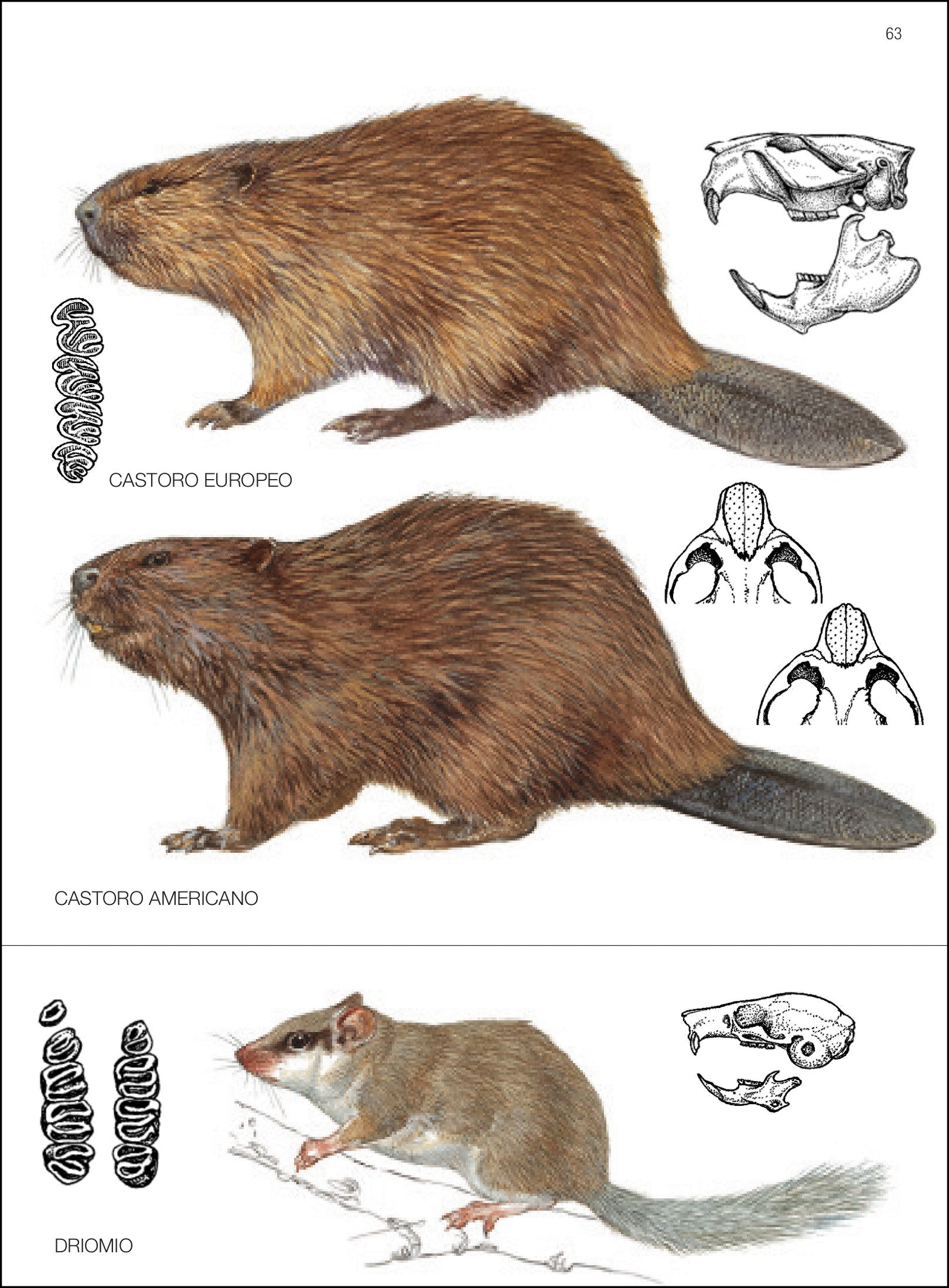 Ricca Editore Mammiferi d'Europa guida 500 specie disegni