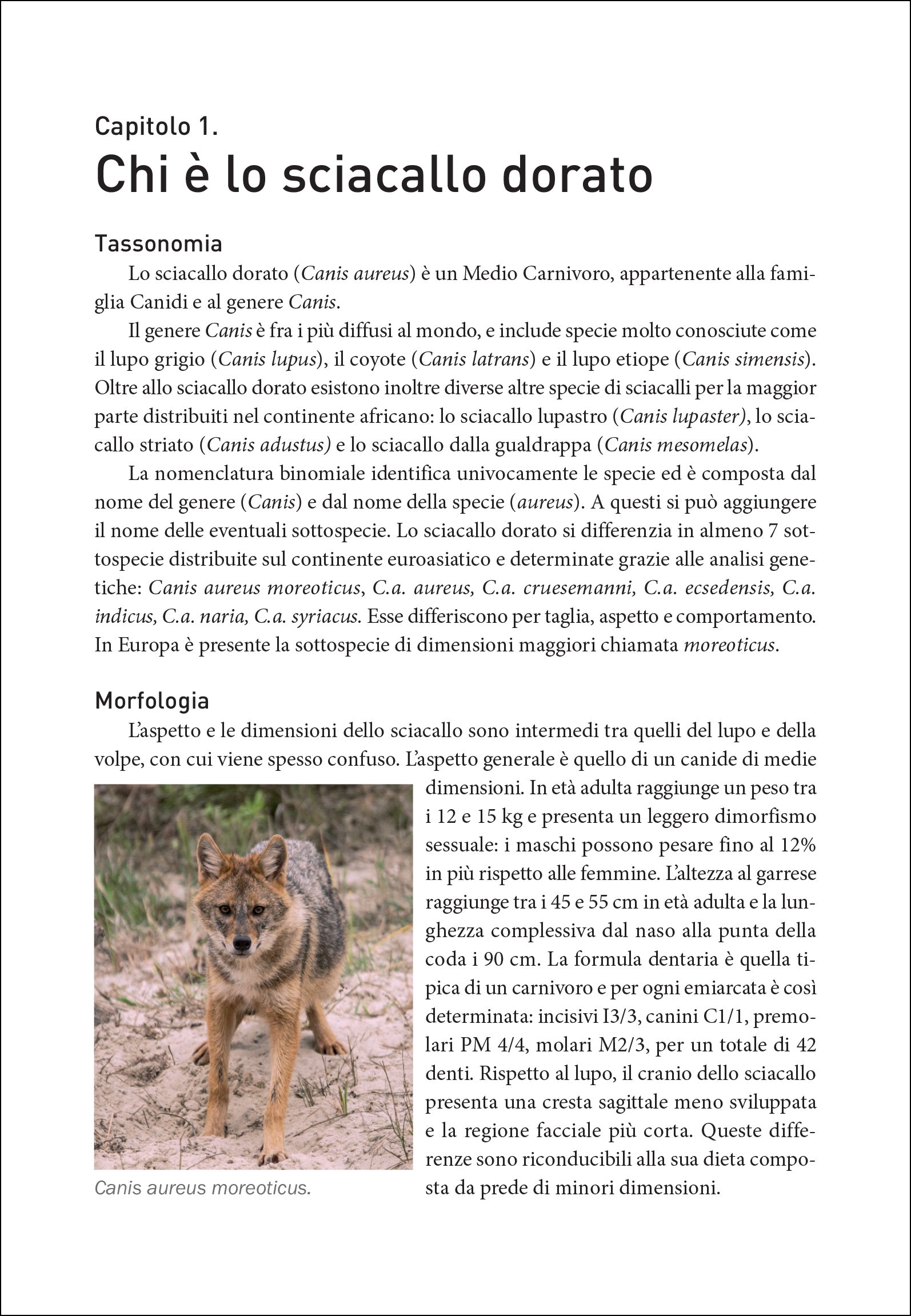 Ricca Editore Mammiferi Lo sciacallo dorato in Italia libro ecologia