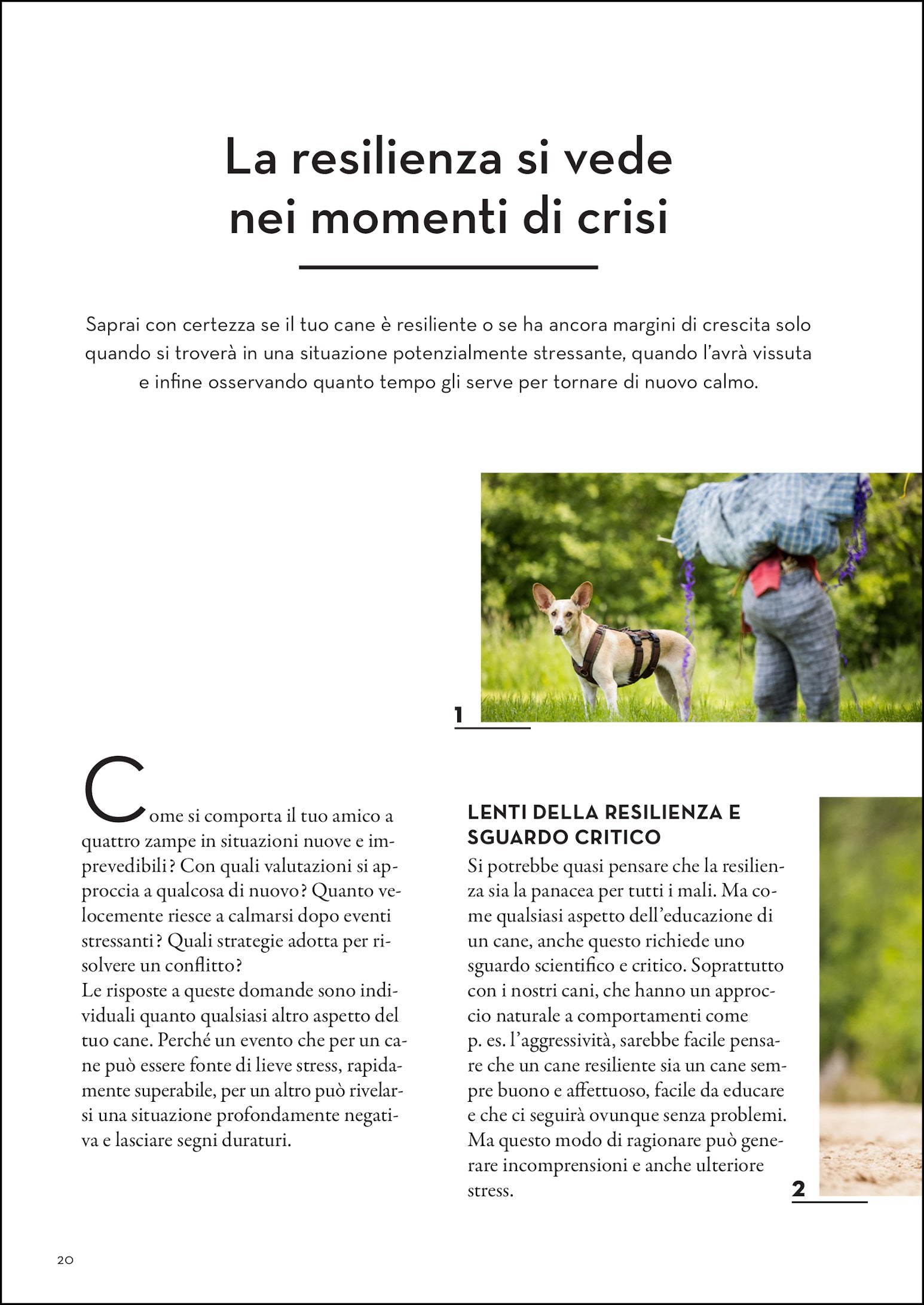 Ricca Editore La resilienza nei cani libro gestione stress conflitti