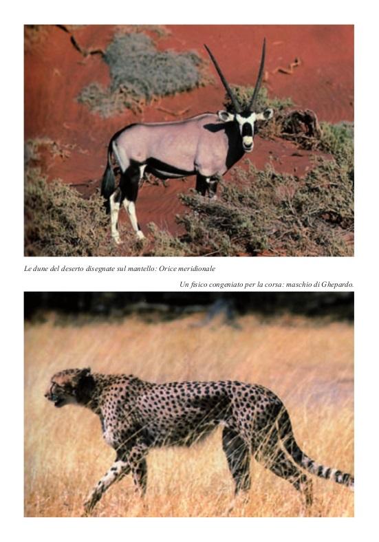 Ricca Editore Mammiferi Africa guida safari 100 specie