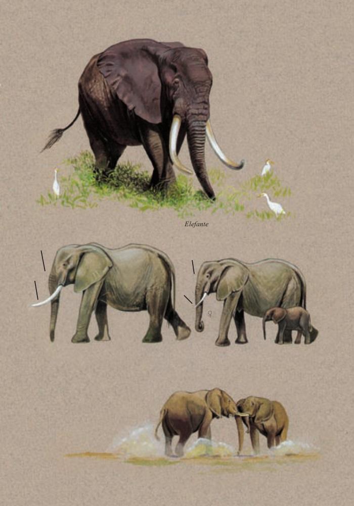 Ricca Editore Mammiferi Africa guida safari 100 specie