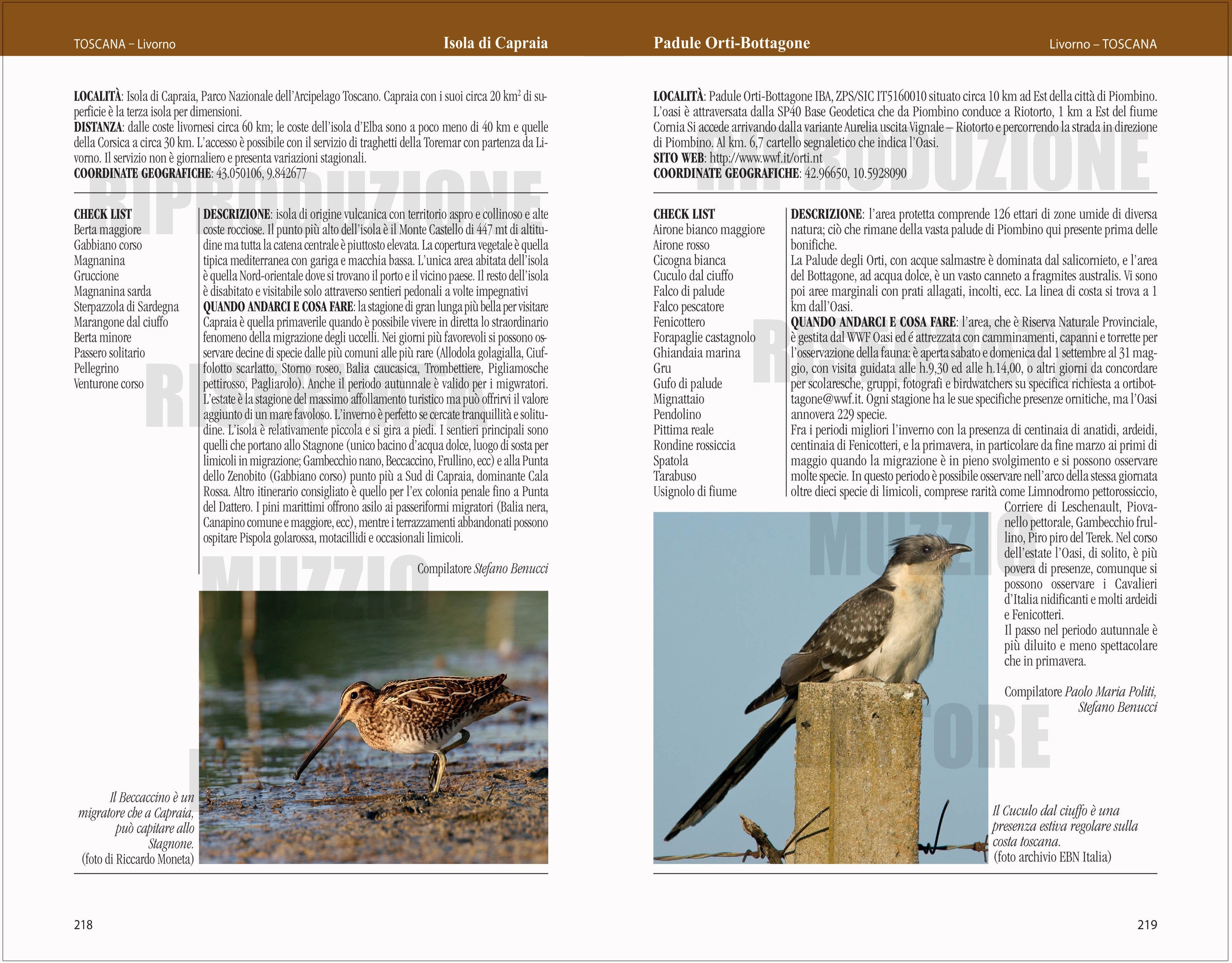 Ricca Editore Birdwatching in Italia guida luoghi osservare uccelli