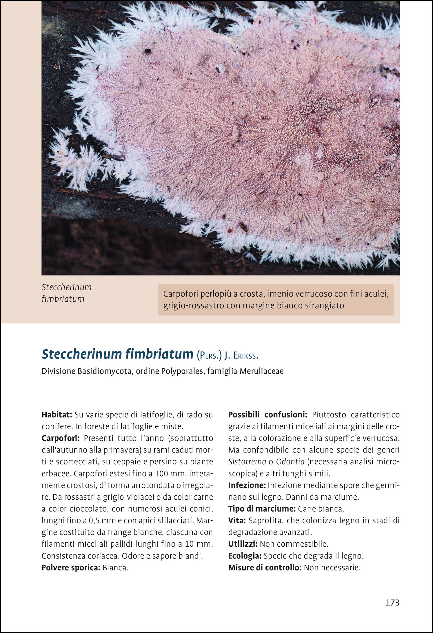 Ricca Editore Funghi Guida ai funghi lignicoli libro 180 specie