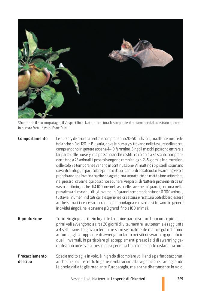 Ricca Editore Pipistrelli d'Europa manuale chirotteri con foto