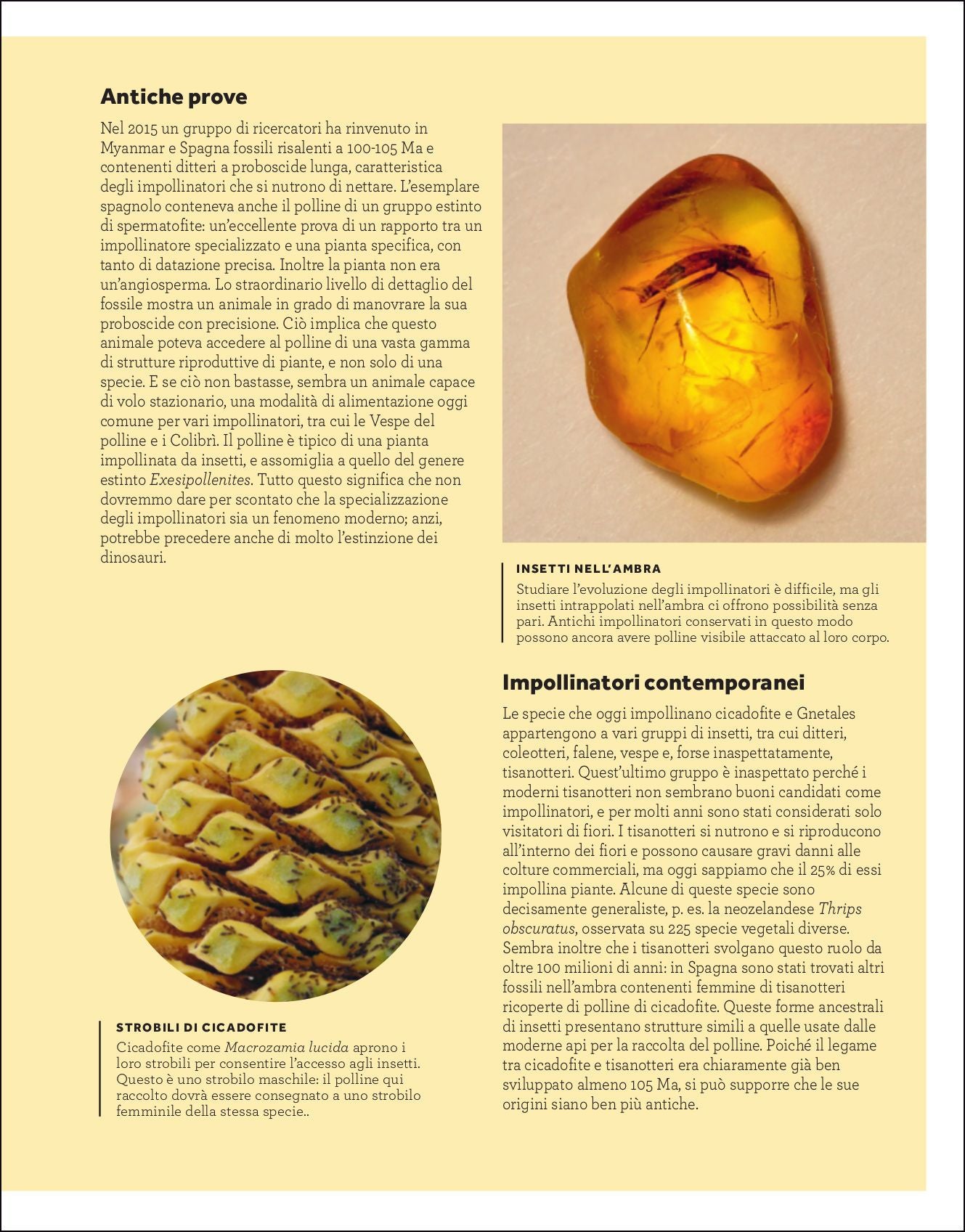 Ricca Editore L'impollinazione libro botanica illustrato piante impollinatori