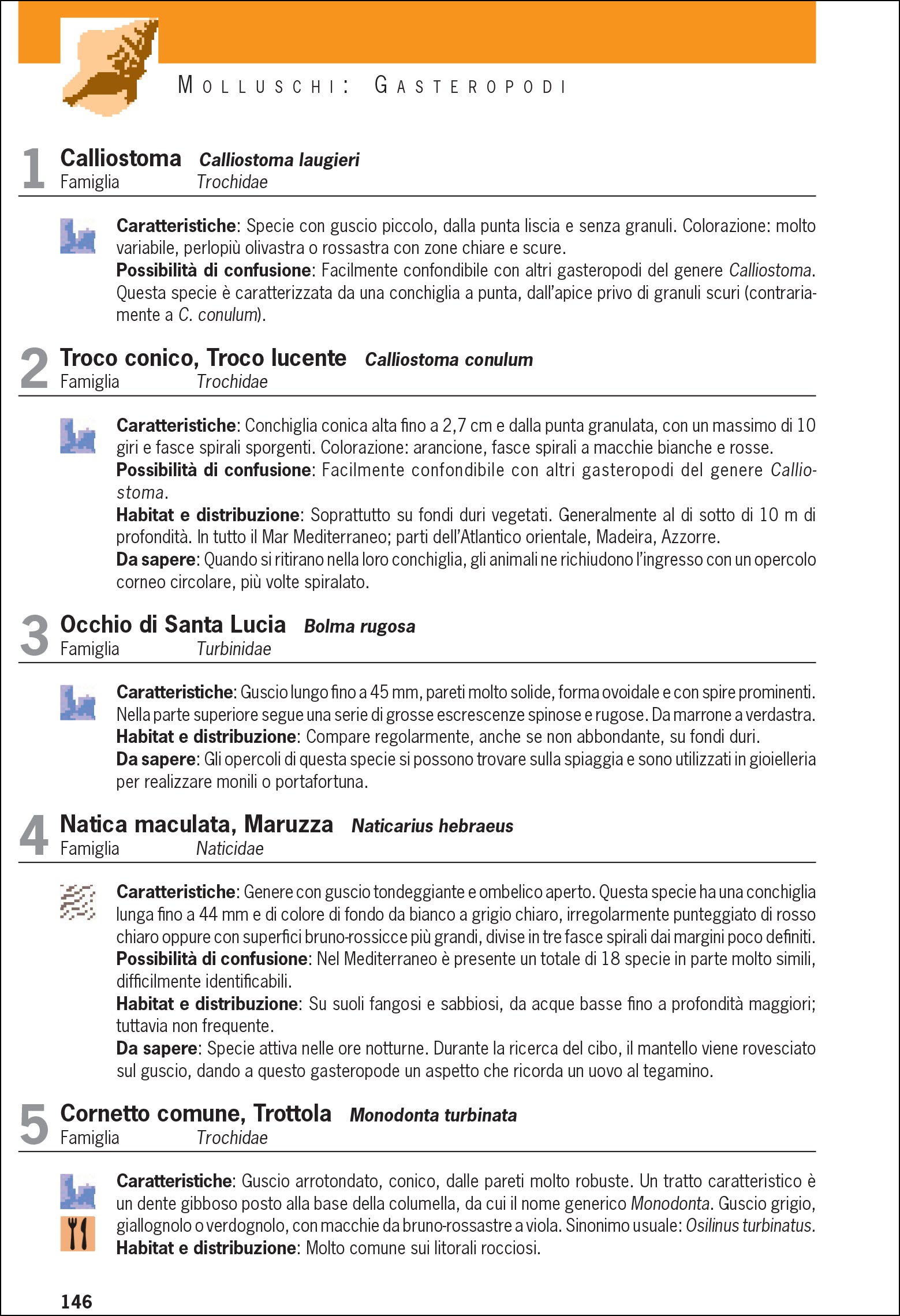 Ricca Editore Cosa vive nel Mediterraneo guida subacquea snorkeling